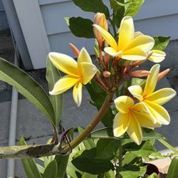 Plumeria Plant