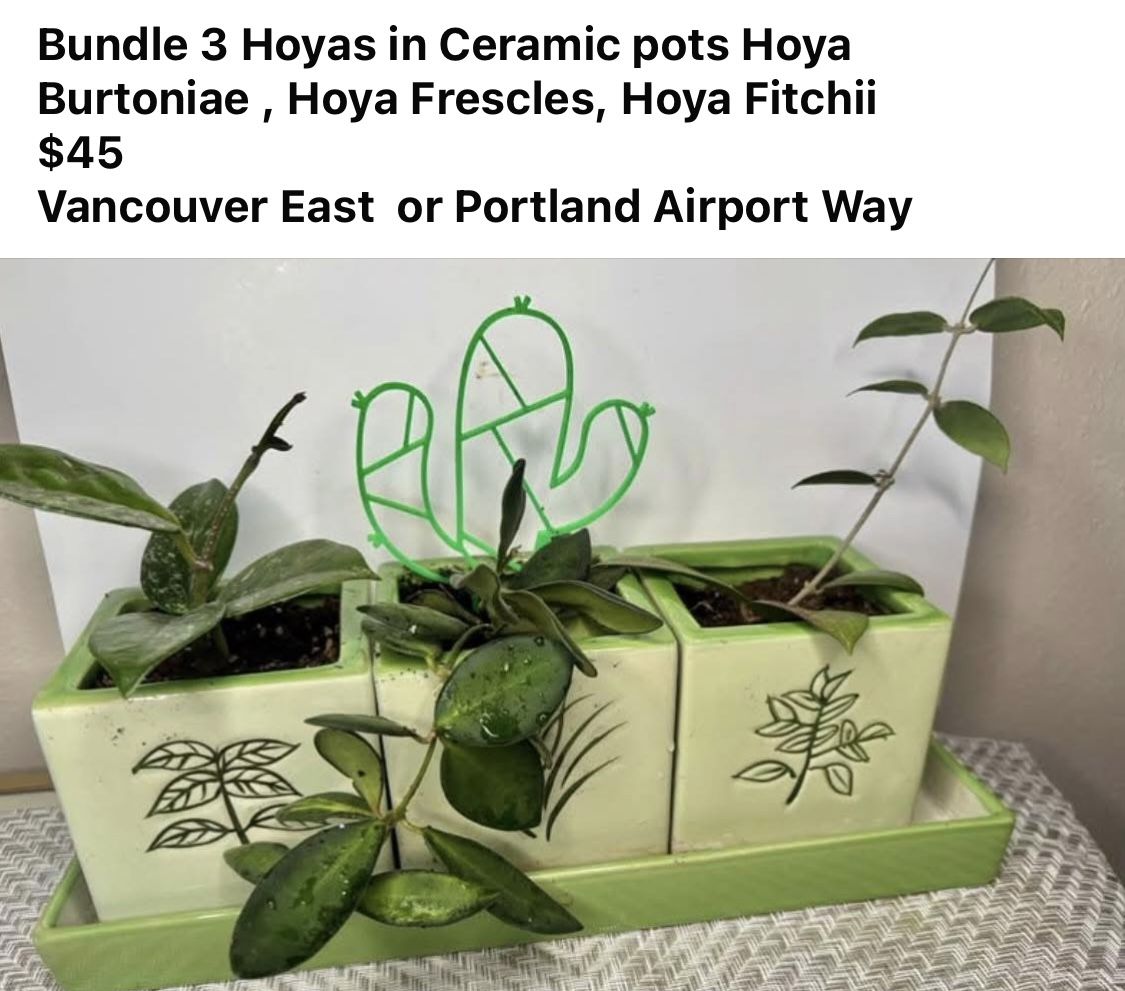 Three Hoyas In Ceramic Pots