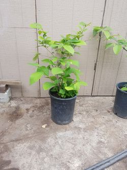 CHERRYMOYA. ( Fruit Tree )