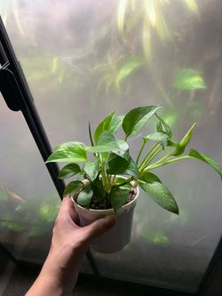 Giant Hawaiian Pothos