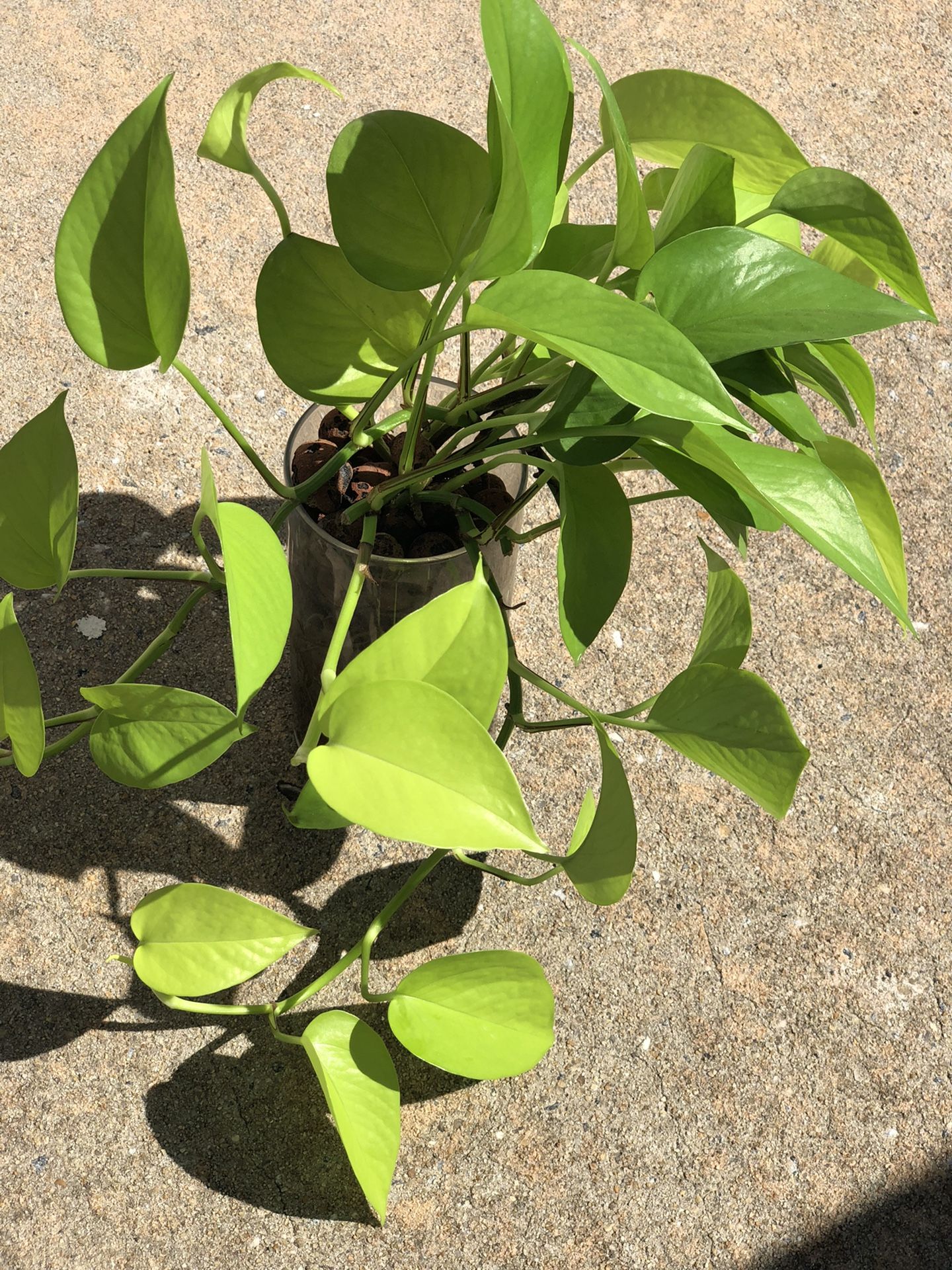 Neon pothos( Epipremnum Aureum) | Leca - semi hydroponics