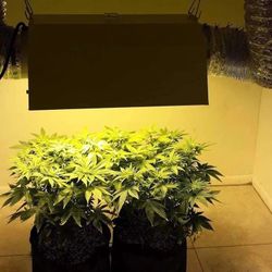 SunStream 600w HPS w/ Ballast & Bulbs