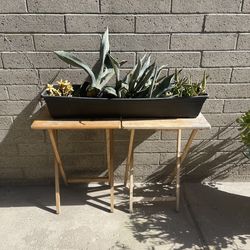 Black panter with plants and plant stand! 🌱