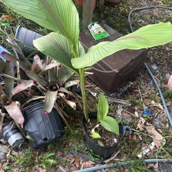 Common Turmeric Plant 