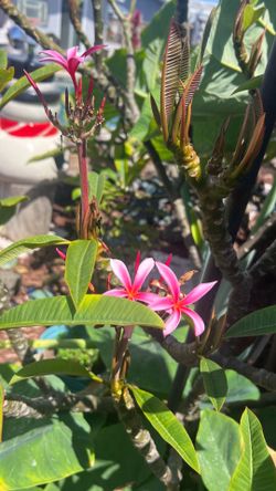 3’ - 4’ plumeria cuttings