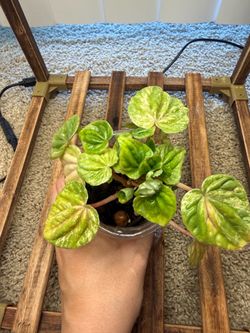 Peperomia Buenos Aires pet friendly plant