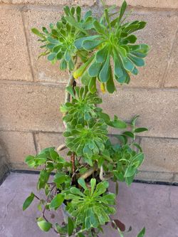 Suculent Plant