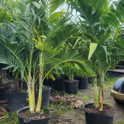 Beautiful Christmas Palms! Adonidias Plants 6 Feet Tall! Fertilized 