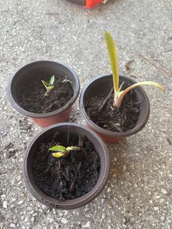 Agave plants