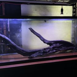 Fish Tank