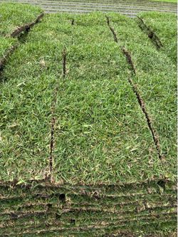 Grass for Sale 🌱