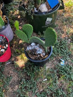 Nopales