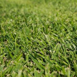 St. Agustine SOD INSTALLATION $2.50SqFt