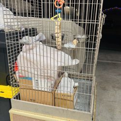 Bird Cage