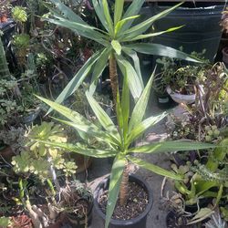 3-ft Tall Yucca Tree Succulent Plant