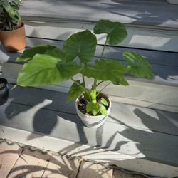 Night Scented Lily Plant, Alocasia Odora 