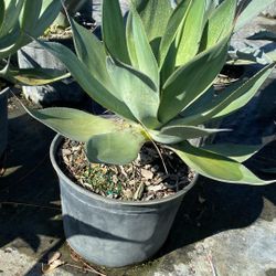 Blue Flame Agave - 3gl