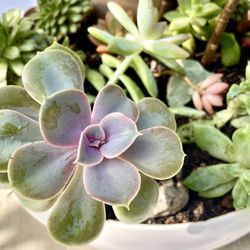 Artisan Succulent Arrangement - A Unique Gift of Nature and Positive Energy
