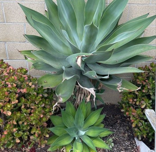 Fox Tail Agave, Swan’s Neck Agave, Lion’s Tail Agave, Dragon Tree Agave, Century Plant From $10 Each