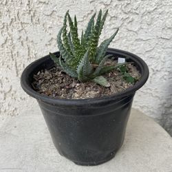 6 Inch Pot of Succulent Plant - Hedgehog Aloe - Aloe Humilis - Established & Rooted - Drought Resistant - 🪴 