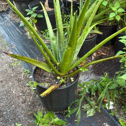 Aloevera Plants