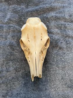 Real Whitetail Deer Skull 11” Cleaned Bone Taxidermy Oddity Rustic Decor