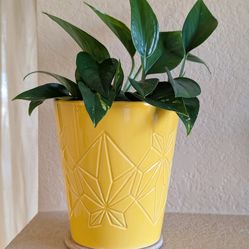 Healthy Beautiful Indoor Plant(Large Pothos)