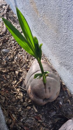 Young Coconut Tree