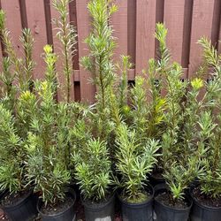 Podocarpus 3 Gal Plants