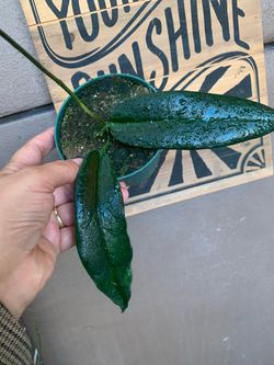Hoya archiboldiana plants