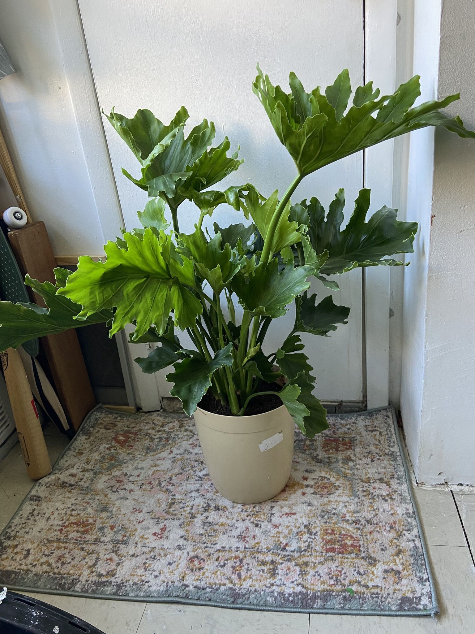Philodendron Selloum In A 10 Inch Pot “Bay Ridge Brooklyn”