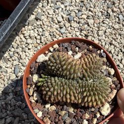 Gymnocalycium crest cactus
