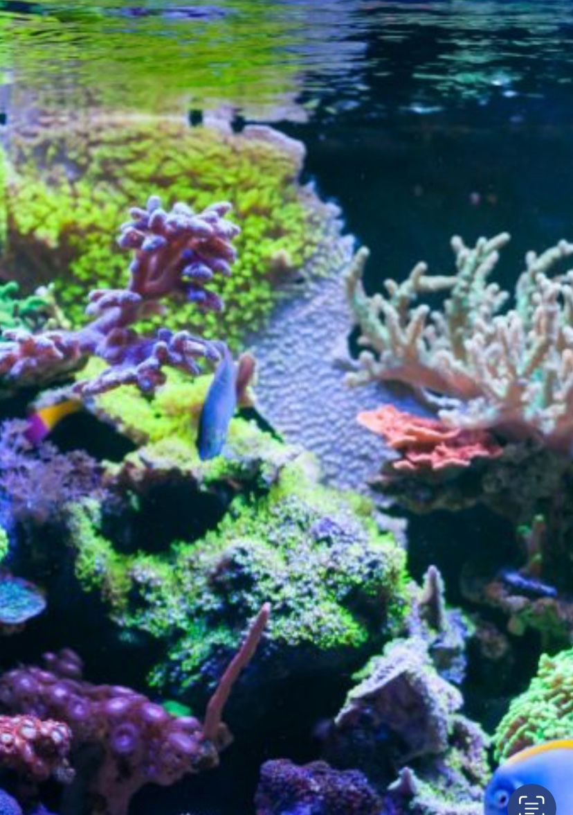 All Your Aquarium Needs 