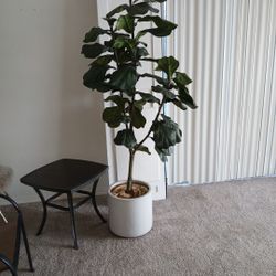 Artifical Fiddle Leaf Fig Tree