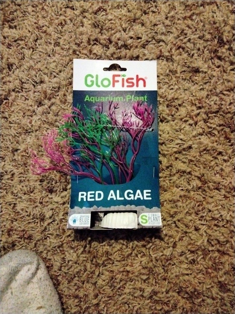 Aquarium Plant
