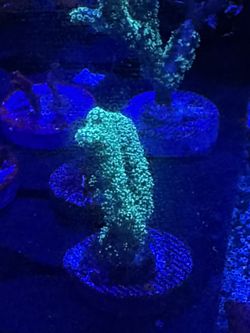 Coral SPS decoration