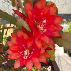 Epiphyllum plant