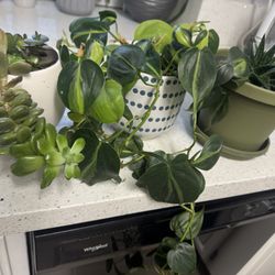 3 Indoor Plants 