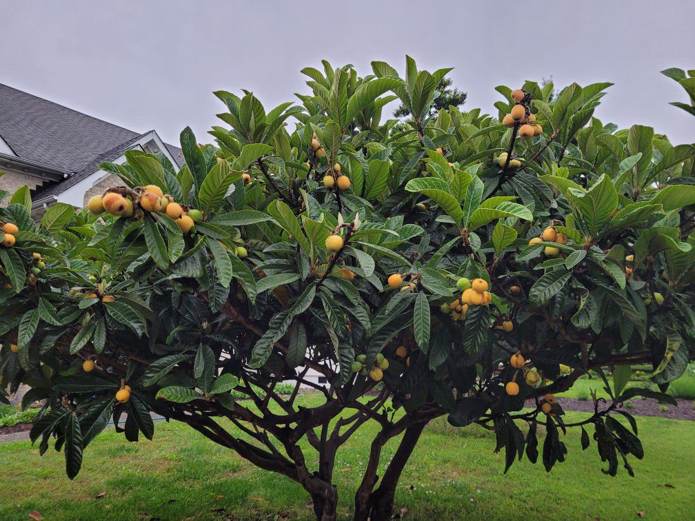 Organic Loquats Fruit 树上枇杷