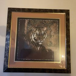 Tiger Picture 
