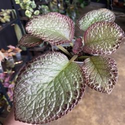 ✨Episcia | Flame Violet ✨