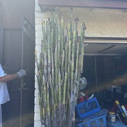 African Milk tree Cactus Succulent