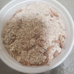 Live Mealworms