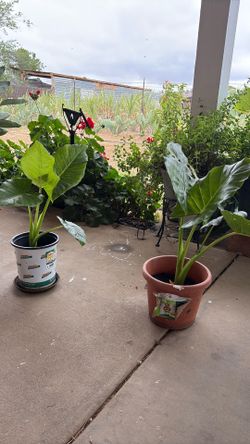 Elephant ear plant