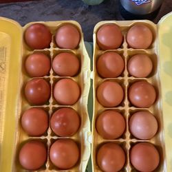 Fresh Eggs 