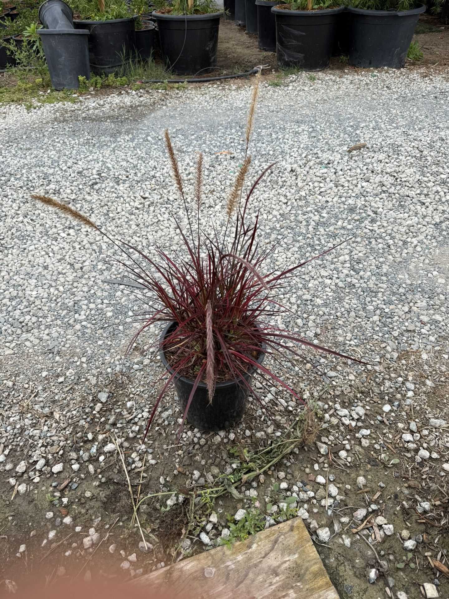 Red Fountain Grass