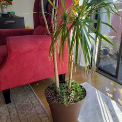 Artificial Dragon Blood Tree, Realistic Fake Dragon Blood Tree, Indoor Potted Plant, Suitable 