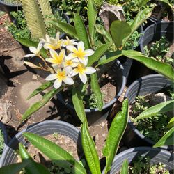 Plumaria plants