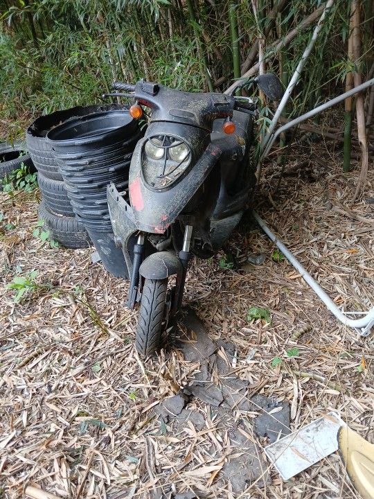 Scoter