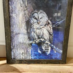 Owl Picture 